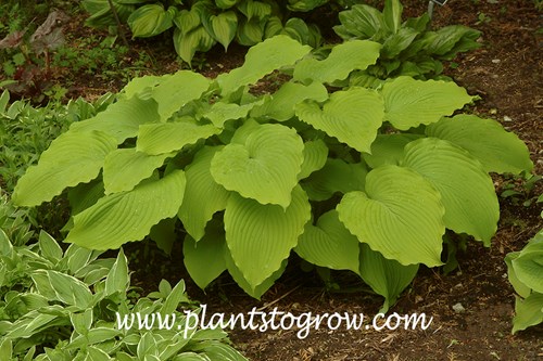 Hosta 'Choo Choo Train'